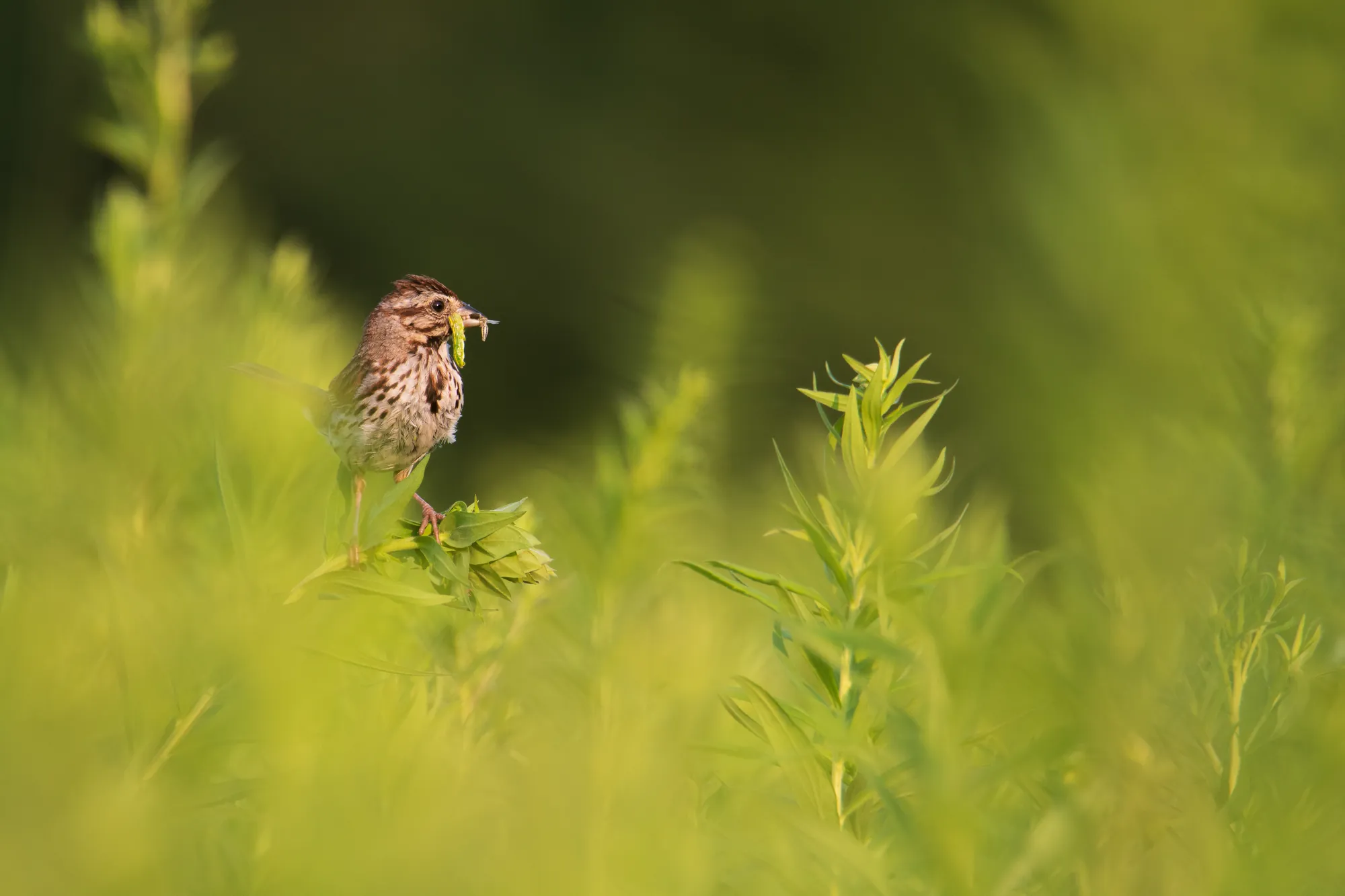 Sparrow, lunch, Nichols Creek. 2019.